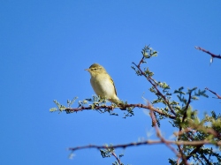 Melodious Warbler